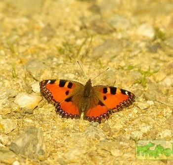 Aglais ichnusa