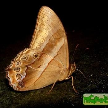 Lethe mekara