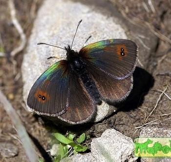 erebia nivalis