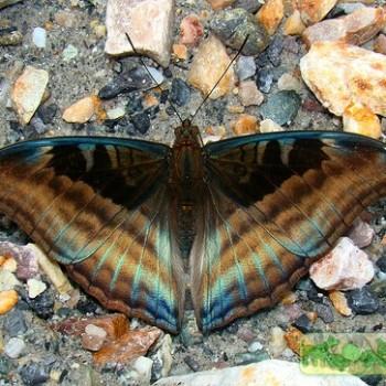 Auzakia danava