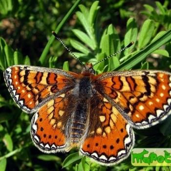 Euphydryas desfontainii