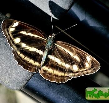 Neptis taiwana