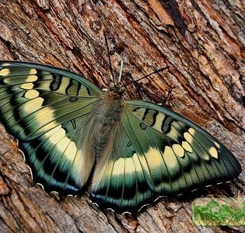 Euthalia formosana