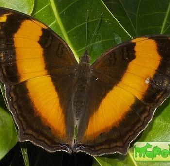 Yoma sabina