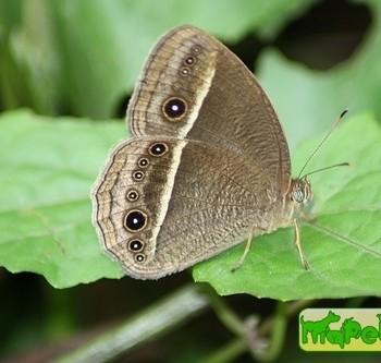 Mycalesis nicotia