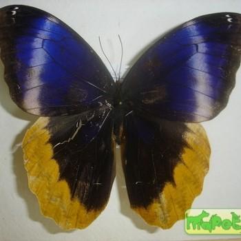 Caligo uranus