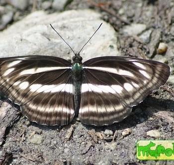 Neptis sankara