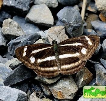 Neptis esakii