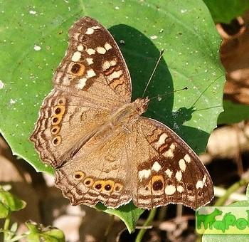 Junonia erigone