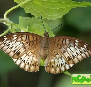 Tanaecia munda