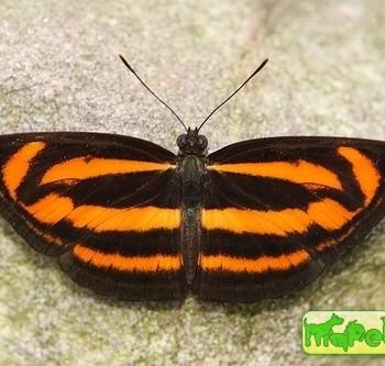 Neptis miah