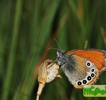 Coenonympha iphioides
