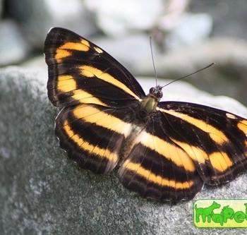 Neptis radha