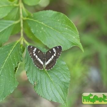Limenitis glorifica