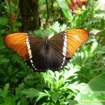 Siproeta epaphus