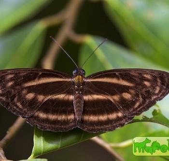 Neptis omeroda