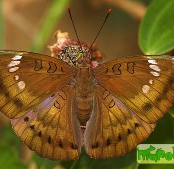 Euthalia aconthea