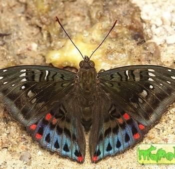 Euthalia adonia