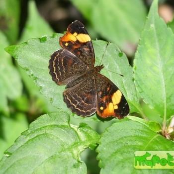 Anthanassa crithona