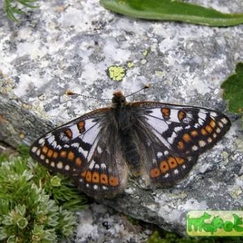 Euphydryas cynthia