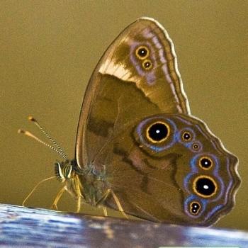 Lethe marginalis