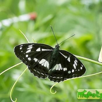 Limenitis helmanni