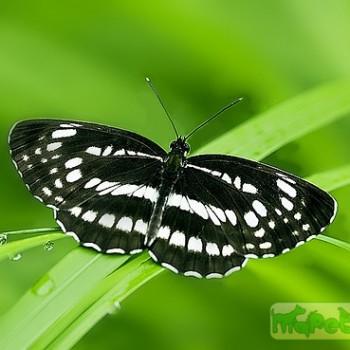 Neptis pryeri