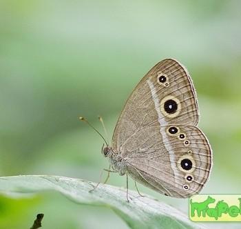 Mycalesis gotama