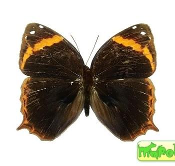 Opoptera aorsa