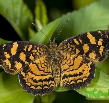 Anthanassa frisia