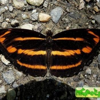 Neptis namba