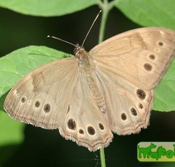 Enodia anthedon