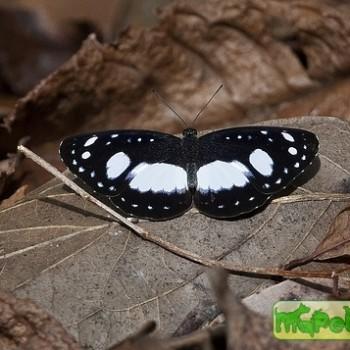 Pantoporia venilia