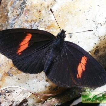 Castilia castilla