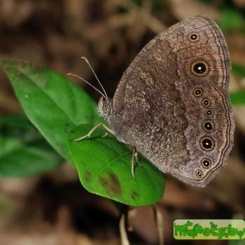 Bicyclus vulgaris