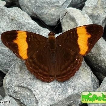 Adelpha saundersii