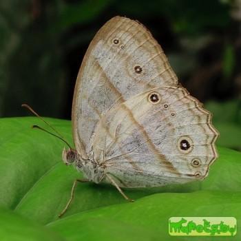 Hallelesis halyma