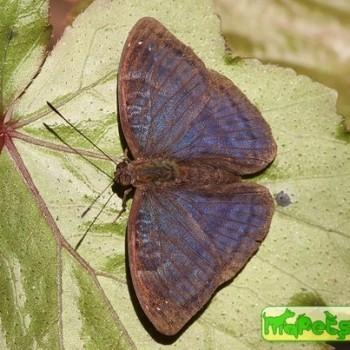 Euriphene barombina