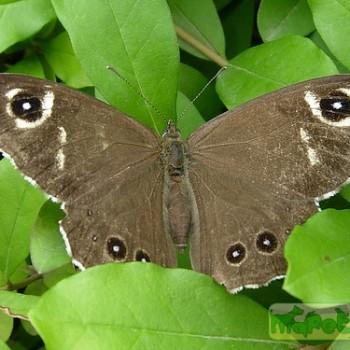 Lasiommata deidamia