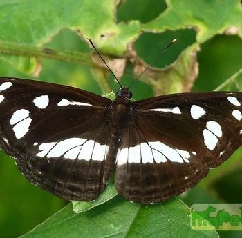 Phaedyma shepherdi