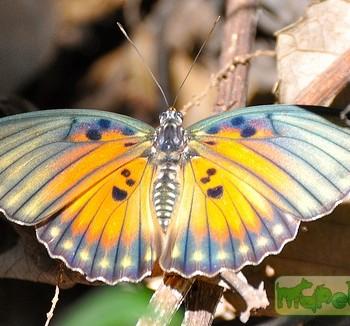 Euphaedra edwardsii