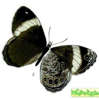 Chonala masoni