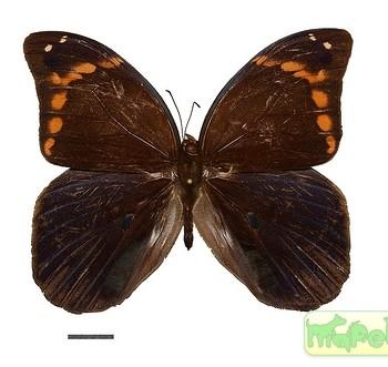 Catoblepia soranus