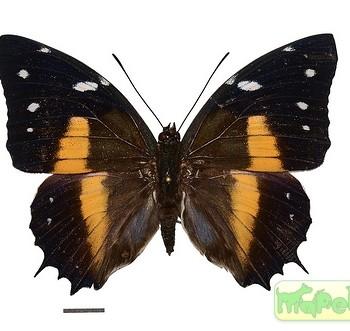 Baeotus deucalion