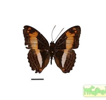 Adelpha attica