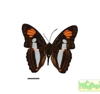 Adelpha paraena