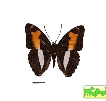 Adelpha thesprotia