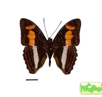 Adelpha melona