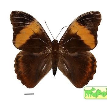 Selenophanes cassiope