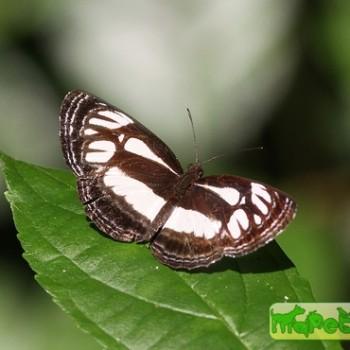 Neptis agouale